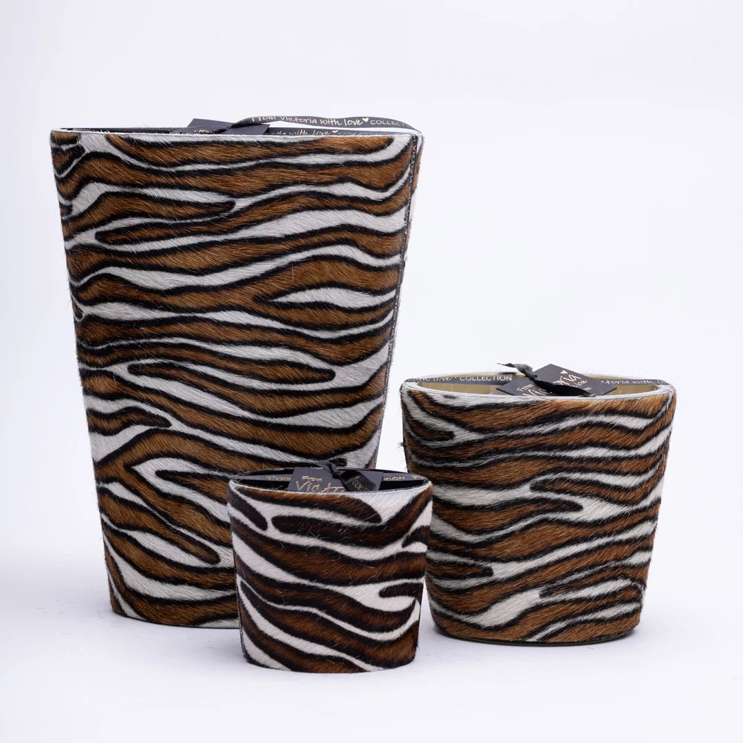 Victoria doftljus Hairy Zebra Tricolore Small